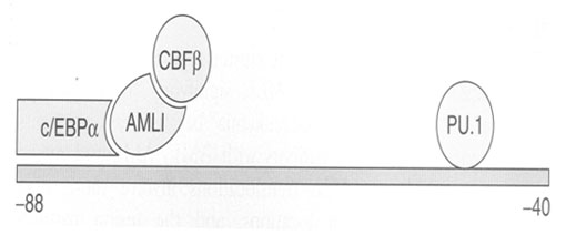 Рис. 4. Образование комплекса CBF