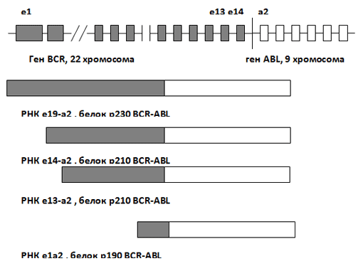 Рис. 5. Образование химерного гена BCR/ABL