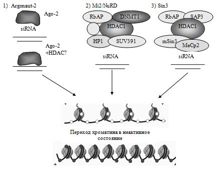 Рис. 6. Возможные механизмы РНК-ассоциированной ингибиции экспрессии генов.