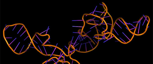 На смену CRISPR придет редактирование РНК